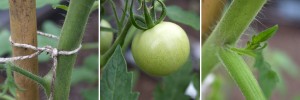 snip shoots from tomatoes