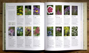 Plant Directory New Wild Garden