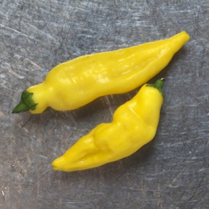 how to grow aji lemon chillis