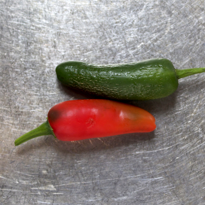 how to grow jalapeno pepper