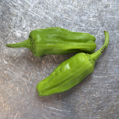 how to grow padron peppers
