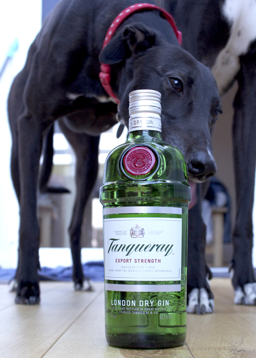tanqueray gin greyhound salty dog