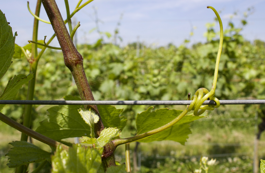 trellis wires growing grapes