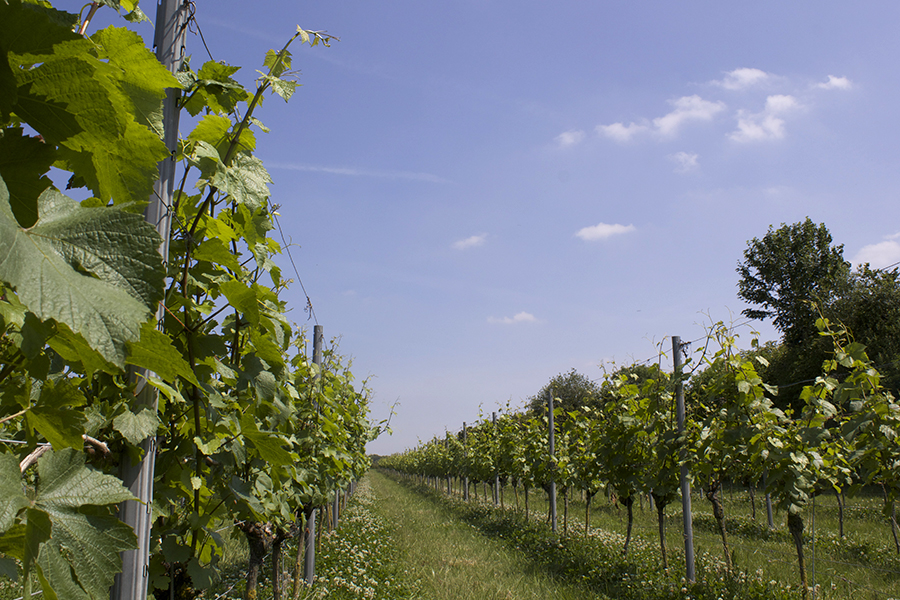 Vines growing in Dorset
