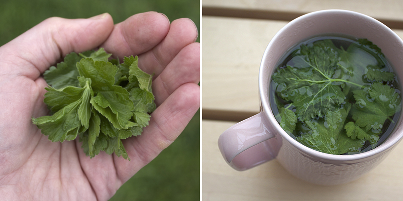 make your own blackcurrant leaf tea