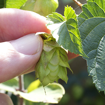 hops that are ready to pick