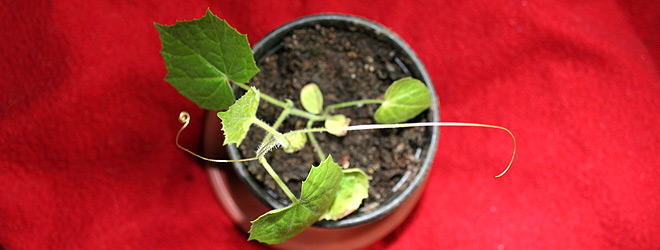 mouse melons growing in pot