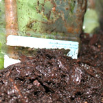 Compost mulch for mouse melons