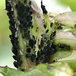 aphids on broad bean plants
