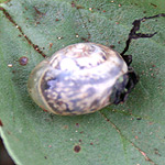 snail on broad bean leaf