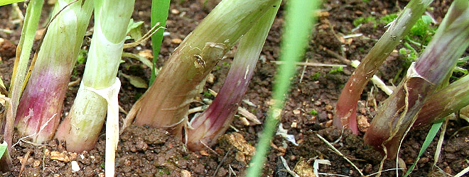 growing Welsh onions