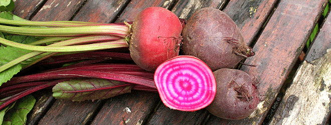 Boltardy and Chioggia Beetroot