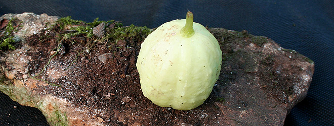 cucumber crystal lemon apple