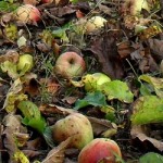 Top five...apples for cider making - Two Thirsty Gardeners