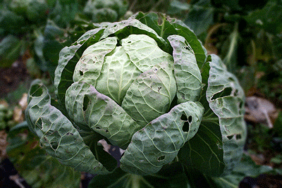 Brussel sprout cabbage end