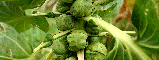 Brussel sprouts growing on the stalk