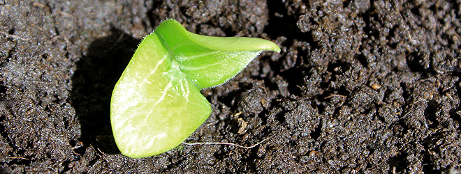 marrow seedling