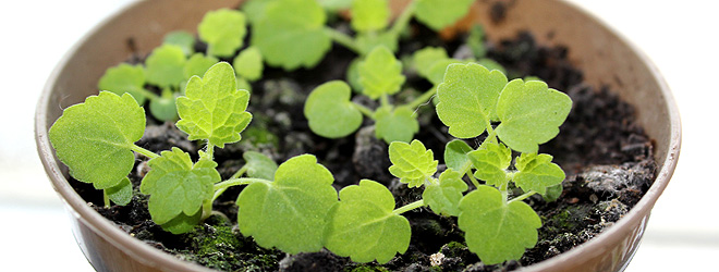 anise hyssop seedlings