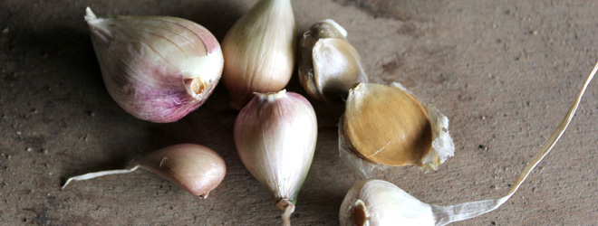 garlic corms bulbils