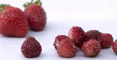 Garden and Alpine strawberries
