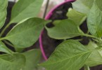 Jalapeno chilli pepper leaves