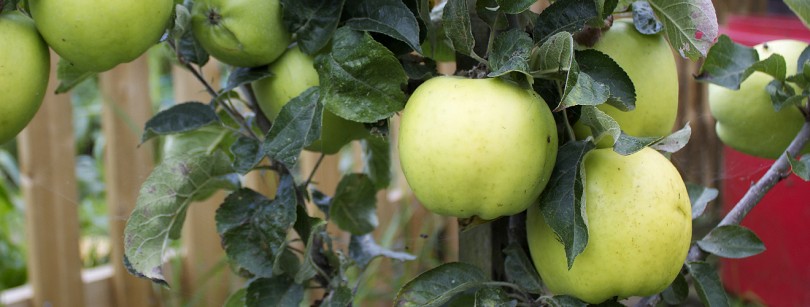 Keswick Codling branch apple photo