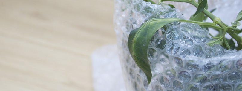 bubble wrap for plants