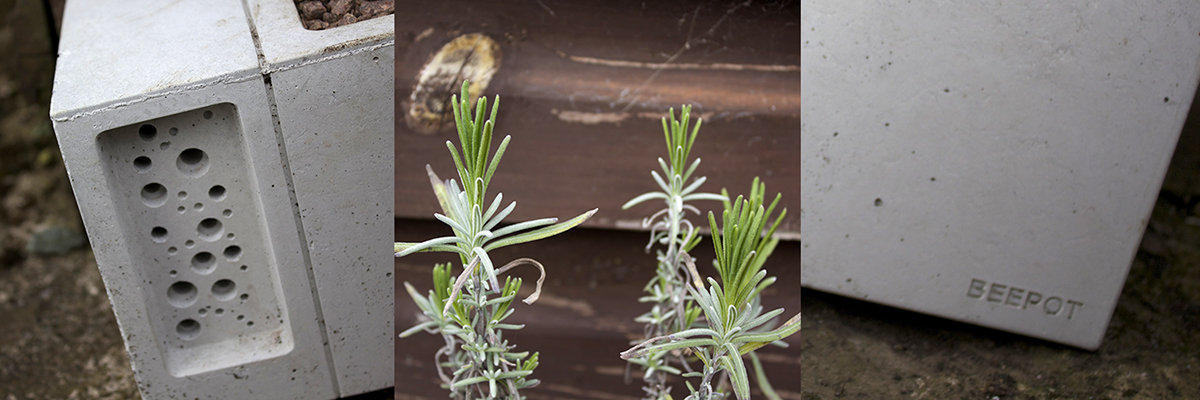 best plants for bees lavender