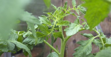 Healthy tomato plants in greenhouse