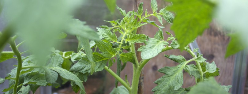 Healthy tomato plants in greenhouse