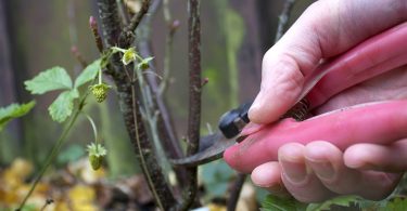 Winter Gardening blackcurrant bush