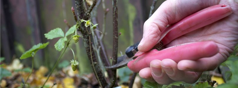 Winter Gardening blackcurrant bush