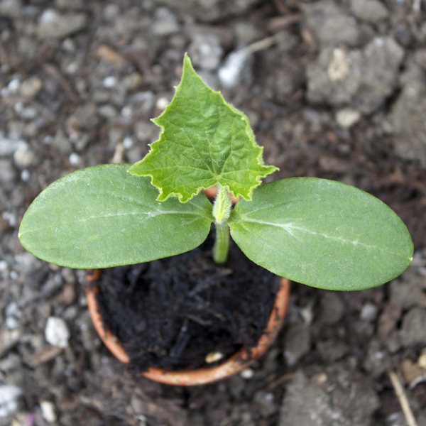 how to grow a cucumber from seed