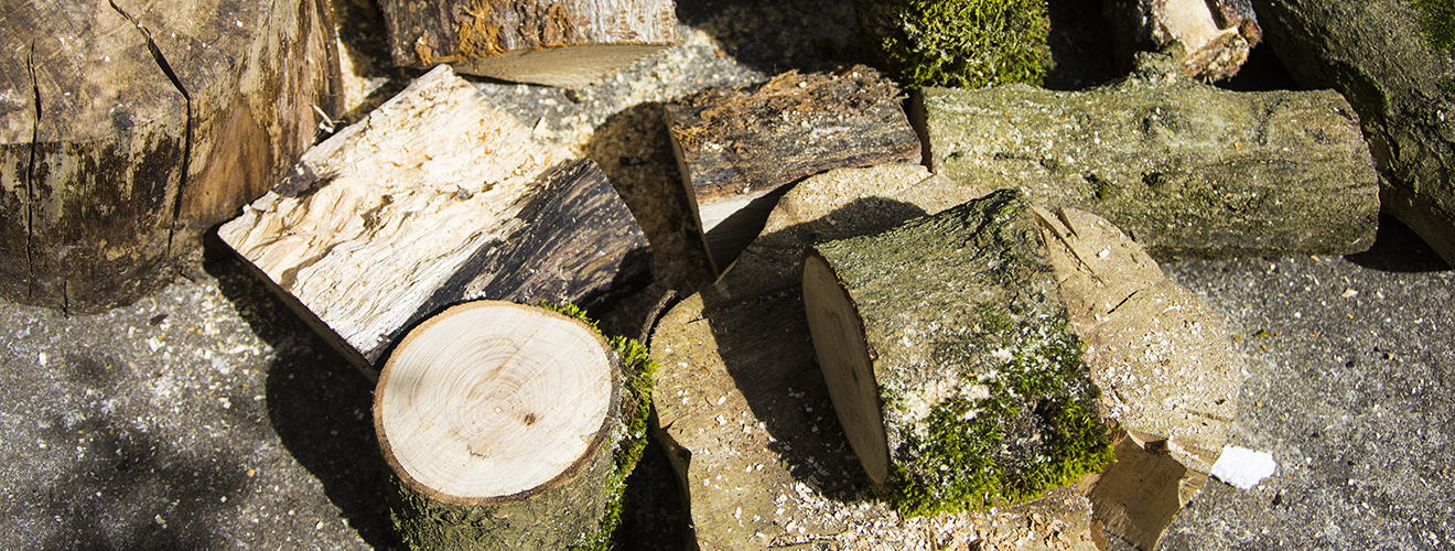 Trimming A Kapok Tree - Tips For Cutting Back Kapok Trees