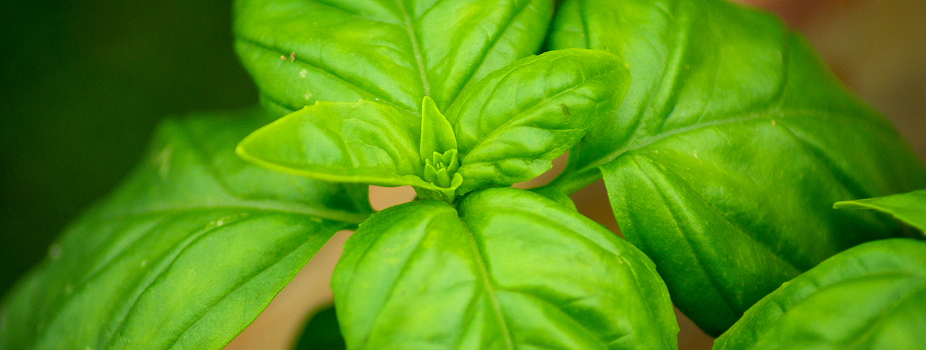 Greenhouse basil growing guide Two Thirsty Gardeners