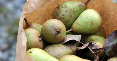 glut of pear inspiration