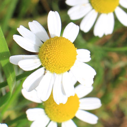 Grow your own chamomile