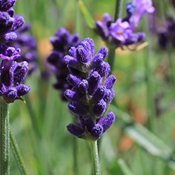 Grow your own lavender
