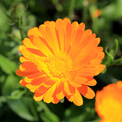 Grow your own marigold