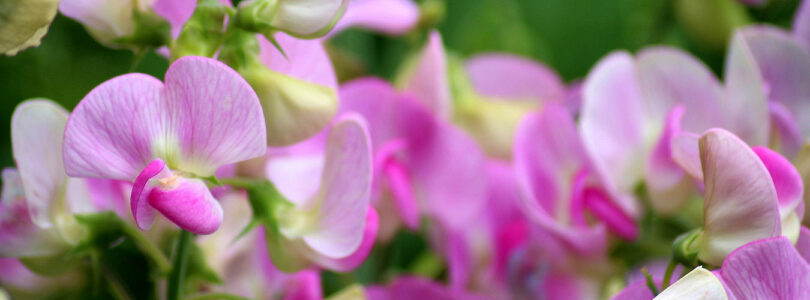 pink sweet peas cut flowers